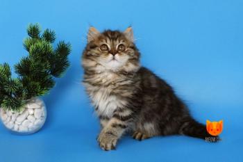 Bianka MeowClub *BY